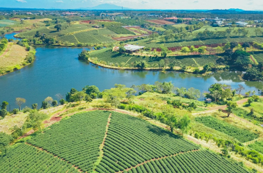 Khám Phá Bảo Lộc – Viên Ngọc Xanh Với Đồi Chè, Trà & Cà Phê Tuyệt Đỉnh