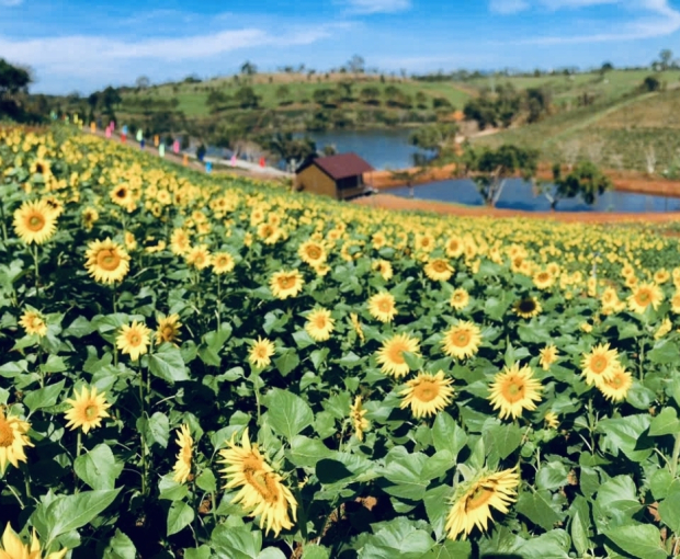 Đồi hoa hướng dương Tâm Châu Farm